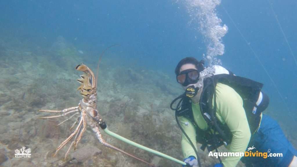 Lobster Hunt Tour