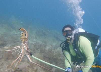 Lobster Hunt Tour