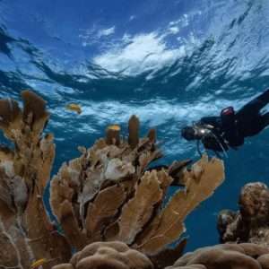 Curacao Drive & Dive