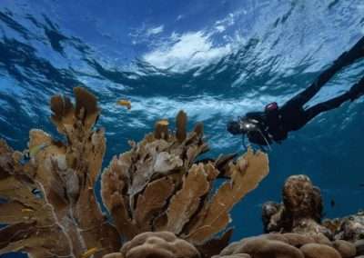 Curacao Drive & Dive